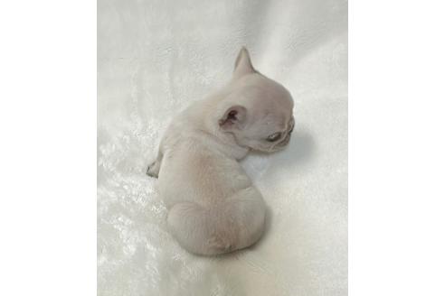 成約済の山口県のフレンチブルドッグ-364096の2枚目