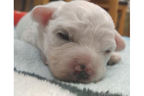 成約済の群馬県のミックス犬-364537の16枚目