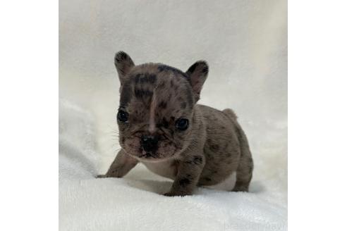 成約済の山口県のフレンチブルドッグ-364097の10枚目