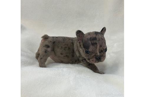 成約済の山口県のフレンチブルドッグ-364097の8枚目