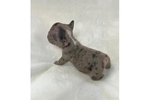 成約済の山口県のフレンチブルドッグ-364097の6枚目