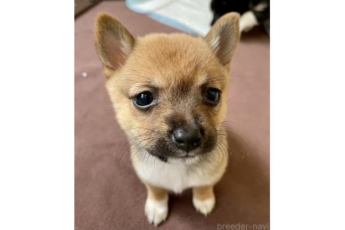 成約済の大分県のミックス犬-364100の16枚目