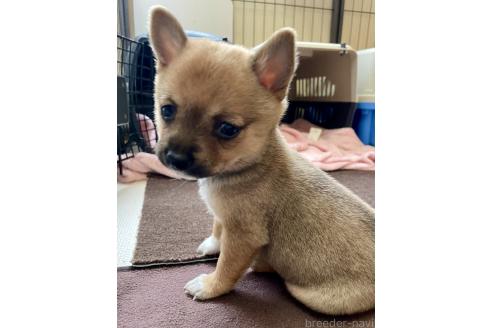 成約済の大分県のミックス犬-364100の15枚目