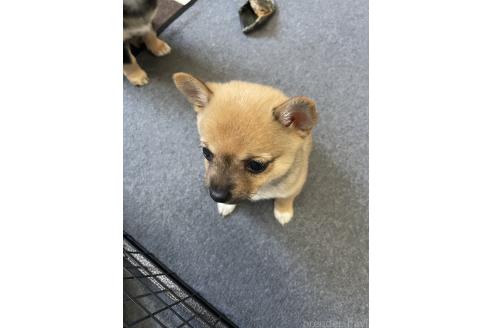 成約済の大分県のミックス犬-364100の14枚目
