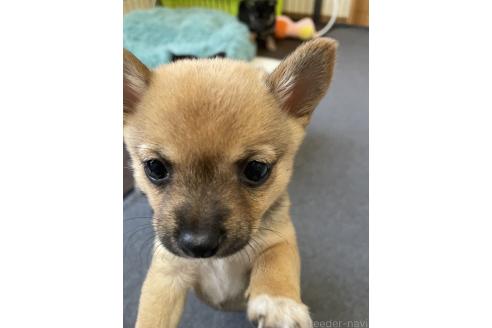 成約済の大分県のミックス犬-364100の12枚目
