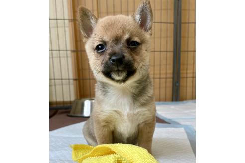成約済の大分県のミックス犬-364100の11枚目
