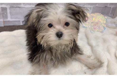 販売中の東京都のミックス犬-351061の18枚目