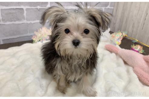販売中の東京都のミックス犬-351061の17枚目
