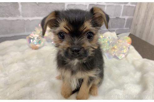 販売中の東京都のミックス犬-351063の11枚目