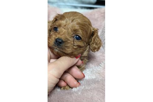 成約済の愛知県のコッカプー:アメリカンコッカースパニエル×トイプードル-362569の25枚目
