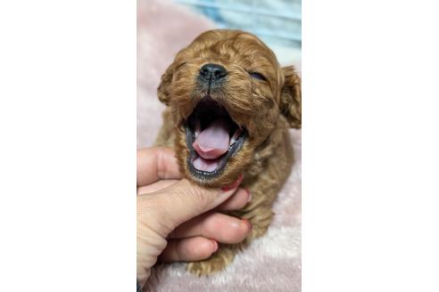 成約済の愛知県のコッカプー:アメリカンコッカースパニエル×トイプードル-362569の23枚目
