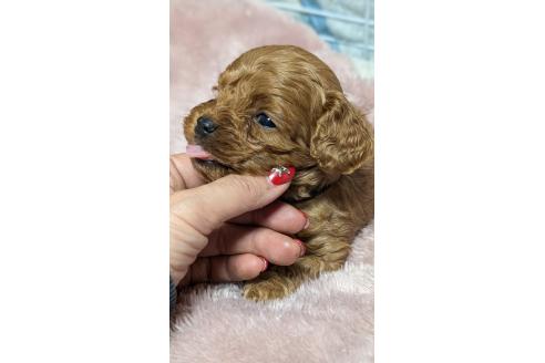 成約済の愛知県のコッカプー:アメリカンコッカースパニエル×トイプードル-362569の22枚目