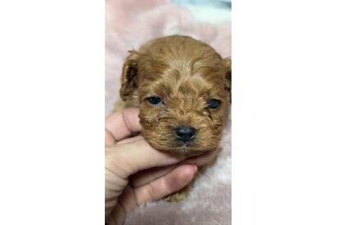 成約済の愛知県のコッカプー:アメリカンコッカースパニエル×トイプードル-362569の20枚目