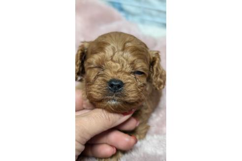 成約済の愛知県のコッカプー:アメリカンコッカースパニエル×トイプードル-362569の19枚目