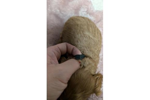 成約済の愛知県のコッカプー:アメリカンコッカースパニエル×トイプードル-362569の18枚目