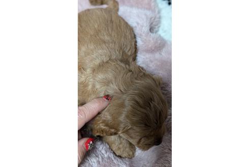 成約済の愛知県のコッカプー:アメリカンコッカースパニエル×トイプードル-362571の21枚目