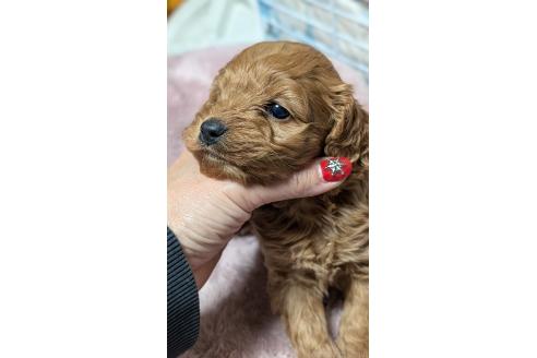 成約済の愛知県のコッカプー:アメリカンコッカースパニエル×トイプードル-362571の20枚目