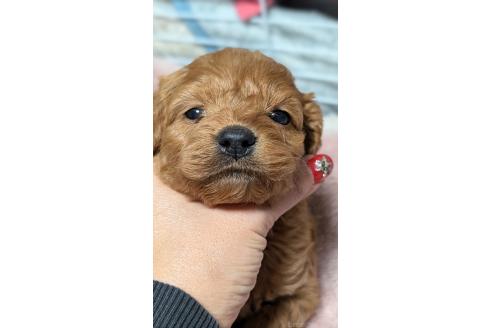 成約済の愛知県のコッカプー:アメリカンコッカースパニエル×トイプードル-362571の19枚目