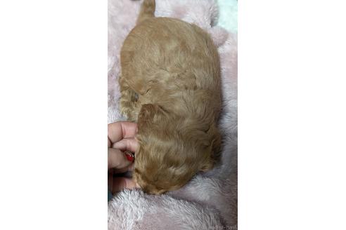 成約済の愛知県のコッカプー:アメリカンコッカースパニエル×トイプードル-362571の16枚目