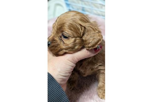 成約済の愛知県のコッカプー:アメリカンコッカースパニエル×トイプードル-362572の21枚目