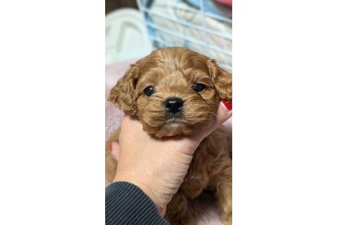 成約済の愛知県のコッカプー:アメリカンコッカースパニエル×トイプードル-362572の17枚目