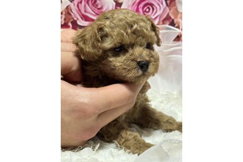 成約済の広島県のタイニープードル-362048の19枚目