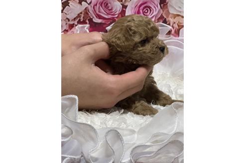 成約済の広島県のタイニープードル-362048の17枚目