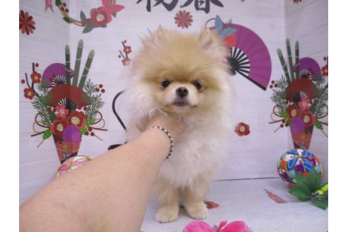 成約済の鳥取県のポメラニアン-350890の3枚目