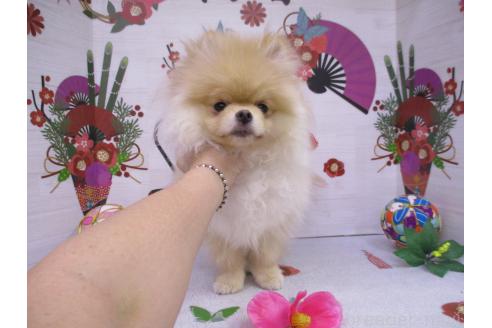 成約済の鳥取県のポメラニアン-350890の2枚目