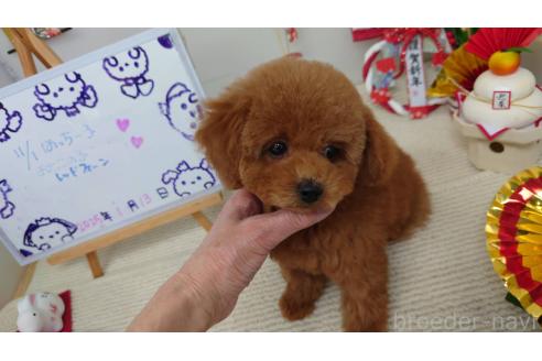 成約済の京都府のトイプードル-364133の4枚目