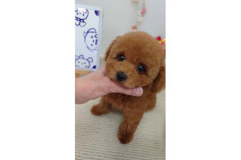 成約済の京都府のトイプードル-364133の3枚目