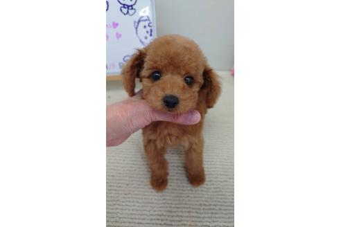 成約済の京都府のタイニープードル-364137の4枚目