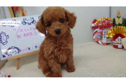 成約済の京都府のタイニープードル-364137の1枚目