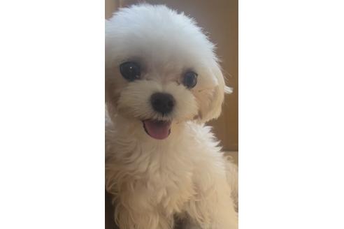 レイちゃんちゃん1枚目