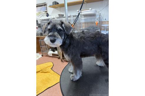 成約済の栃木県のミニチュアシュナウザー-334831の4枚目