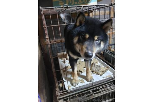 成約済の岐阜県の柴犬-265231の5枚目