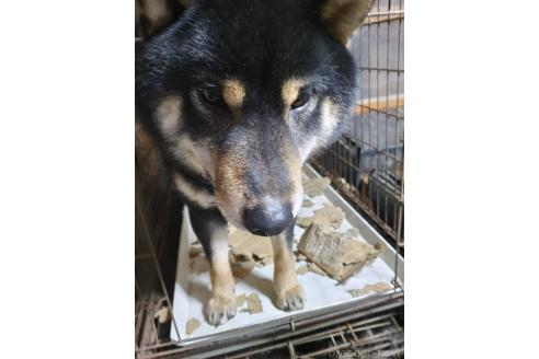成約済の岐阜県の柴犬-265231の3枚目