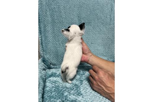 成約済の千葉県のチワワ(ロングコート)-364170の6枚目