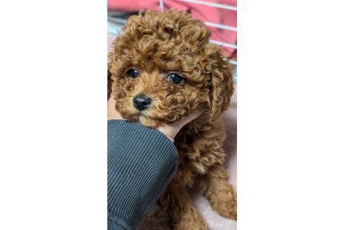 成約済の愛知県のタイニープードル-359884の6枚目
