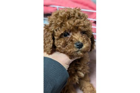 成約済の愛知県のタイニープードル-359884の3枚目