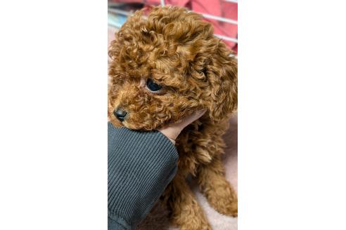 成約済の愛知県のタイニープードル-359884の2枚目