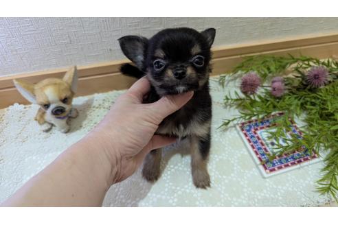 成約済の広島県のチワプー:チワワ×トイプードル-358067の21枚目