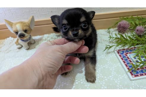 成約済の広島県のチワプー:チワワ×トイプードル-358067の17枚目