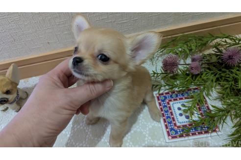 成約済の広島県のチワプー:チワワ×トイプードル-358079の69枚目