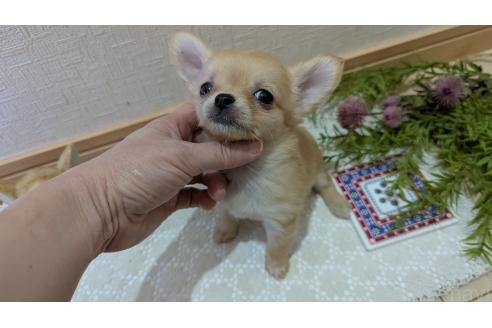 成約済の広島県のチワプー:チワワ×トイプードル-358079の64枚目