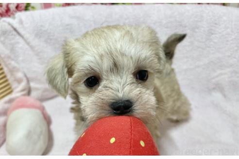 成約済の秋田県のミックス犬-364262の8枚目