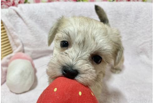 成約済の秋田県のミックス犬-364262の1枚目