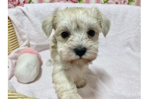 成約済の秋田県のミックス犬-364262の7枚目