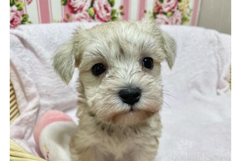 成約済の秋田県のミックス犬-364262の6枚目