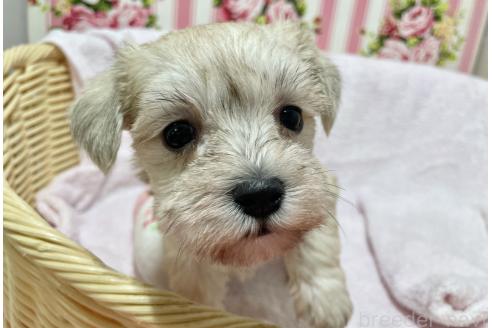成約済の秋田県のミックス犬-364262の5枚目